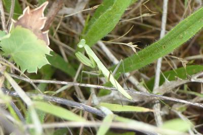 <i>Mantis religiosa</i>