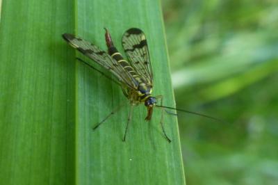 <i>Panorpa communis</i>