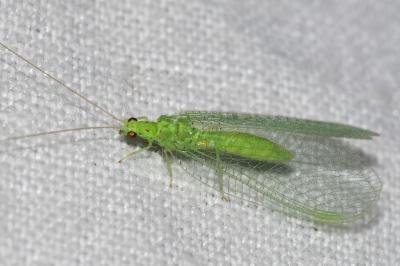 <i>Apertochrysa prasina</i>