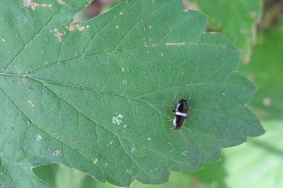 <i>Planuncus vinzi</i>