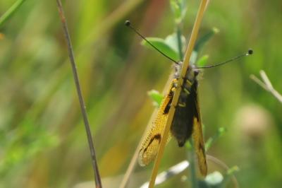 <i>Libelloides longicornis</i>