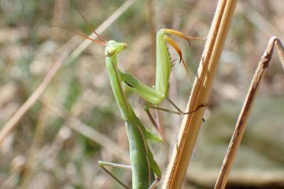 <i>Mantis religiosa</i>