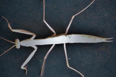 <i>Mantis religiosa</i>