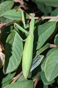 <i>Mantis religiosa</i>