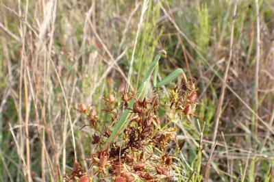 <i>Mantis religiosa</i>