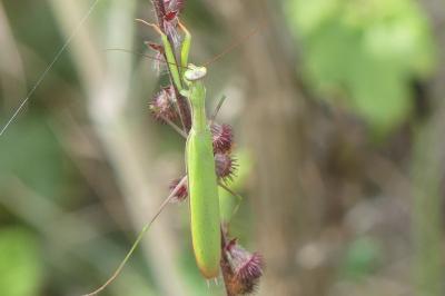 <i>Mantis religiosa</i>