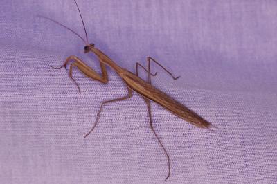 <i>Mantis religiosa</i>