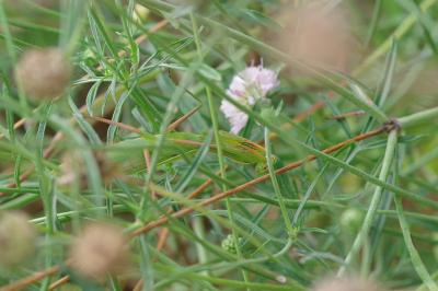 <i>Mantis religiosa</i>