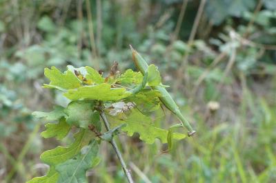 <i>Mantis religiosa</i>