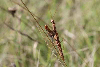 <i>Mantis religiosa</i>