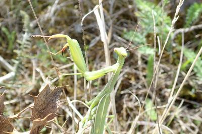 <i>Mantis religiosa</i>