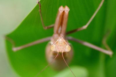 <i>Mantis religiosa</i>
