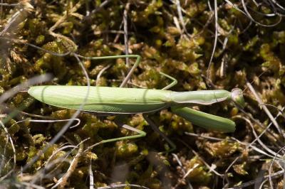 <i>Mantis religiosa</i>