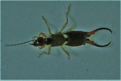<i>Forficula auricularia</i>