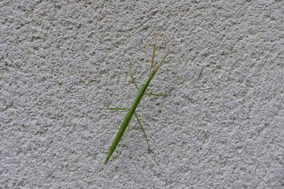 <i>Clonopsis gallica</i>