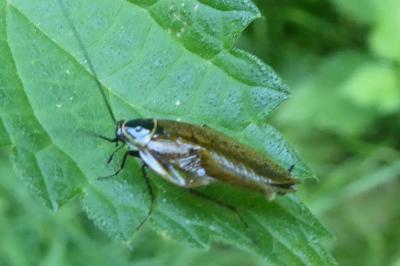 <i>Ectobius lapponicus</i>