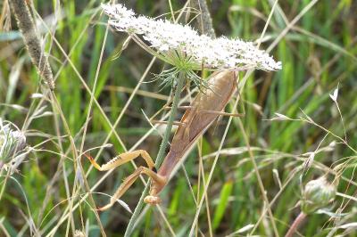 <i>Mantis religiosa</i>