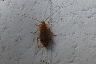 <i>Planuncus vinzi</i>