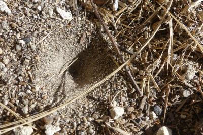 <i>Myrmeleon formicarius</i>