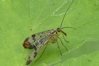 <i>Panorpa communis</i>