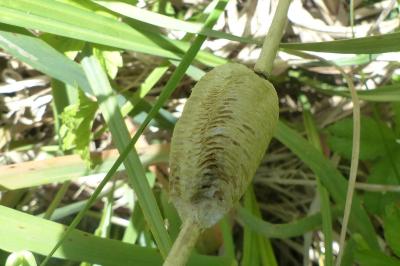 <i>Mantis religiosa</i>