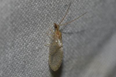 <i>Hemerobius</i>