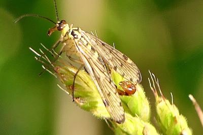 <i>Panorpa germanica</i>