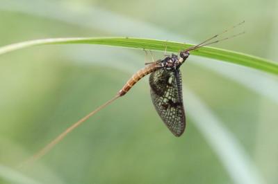 <i>Ephemera vulgata</i>