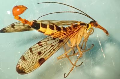 <i>Panorpa germanica</i>