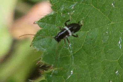 <i>Planuncus vinzi</i>