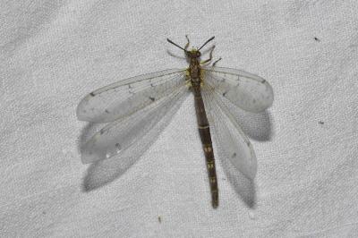 <i>Distoleon tetragrammicus</i>