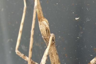 <i>Clonopsis gallica</i>