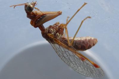 <i>Mantispa styriaca</i>