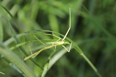 <i>Clonopsis gallica</i>