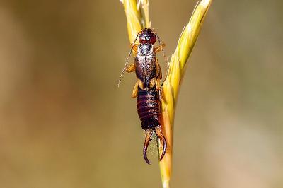 <i>Forficula auricularia</i>