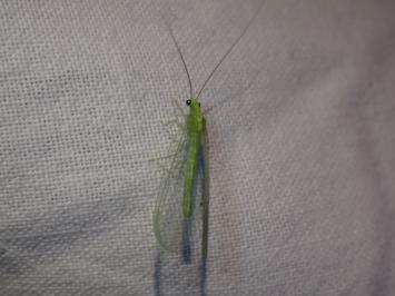 <i>Chrysoperla</i>
