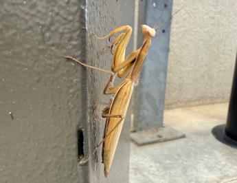 <i>Mantis religiosa</i>
