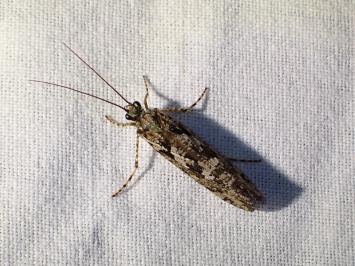<i>Agrypnia varia</i>
