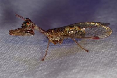 <i>Mantispa styriaca</i>