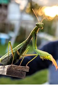 <i>Mantis religiosa</i>