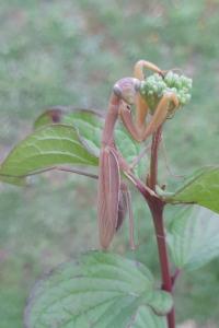 <i>Mantis religiosa</i>