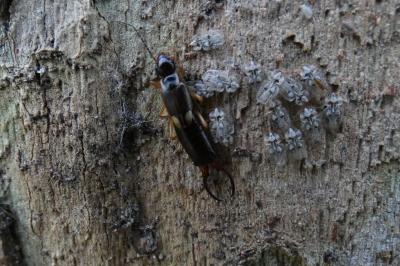 <i>Forficula auricularia</i>