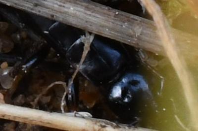 <i>Euborellia moesta</i>