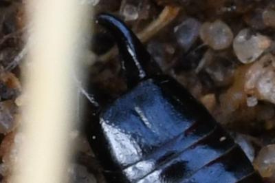<i>Euborellia moesta</i>