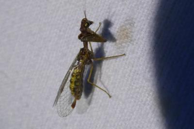 <i>Mantispa styriaca</i>