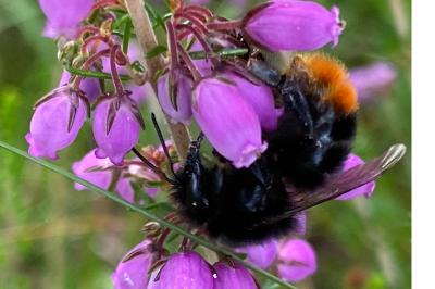<i>Bombus lapidarius</i>