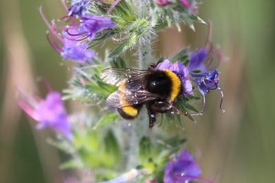 <i>Bombus</i>