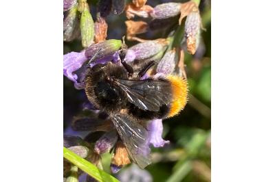 <i>Bombus lapidarius</i>