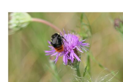 <i>Bombus lapidarius</i>