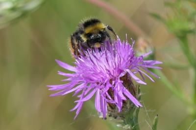 <i>Bombus lapidarius</i>